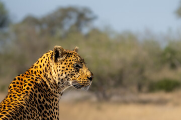african leopard, panthera leopard, panthera pardus pardus, detail of head, moremi game reserve, okav
