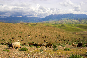 sheep grazing in the field