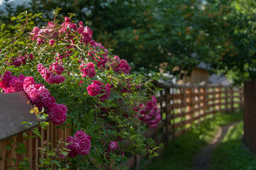 pink rose bushes closeup at long wooden corridor with a fence, a passage at garden, landscape design