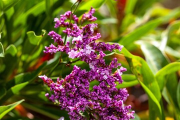 Wall Mural - Flower of Limonium dendroides