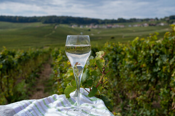 Tasting of grand cru sparkling brut white wine champagne on sunny vineyards of Cote des Blancs near village Cramant and Avize, Champagne, France