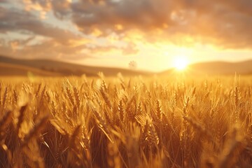 Poster - Golden Wheat Field at Sunset