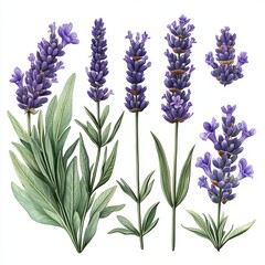 Sticker - Watercolor illustration of lavender flowers and branches.