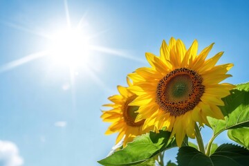 Fototapete - A stunning bouquet of sunflowers shines joyfully as they soak up the sunlight, framed by a clear, blue sky above. Generative AI