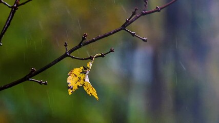 Wall Mural - The first week of Autumn in Windsor in Upstate NY and the leaves have changed and are falling during this heavy rain.  Colorful fall leaves on wet branches.
