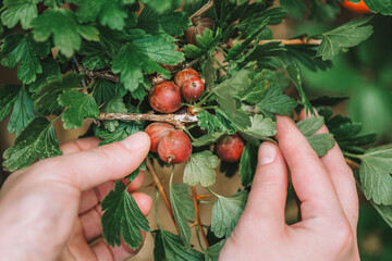 hand selects gooseberries from a bush .Gooseberry harvest in the summer garden. Growing and Harvesting Gooseberries in the Garden