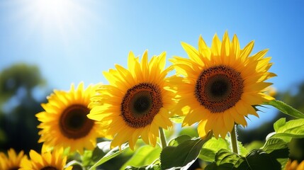 Bright sunflowers stand tall, enjoying warm sunlight under a clear blue sky, showcasing nature's cheerful beauty and warmth. Generative AI