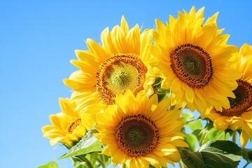 Poster - Bright sunflowers flourish in warm sunlight, painting the garden with cheerful yellow hues against a vivid blue sky. Generative AI