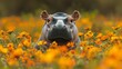 © tunanon - A dwarf hippo looking curious as it explores a field of colorful wildflowers