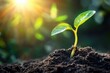 © Syahrul Zidane A - A view of a plant sprouting from a seed, showing the roots growing into the soil