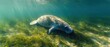 © Athena - Gentle manatee grazing on seagrass in clear waters