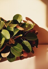Leinwandbilder - Creative Minimalist Representation of a Microchip Through Leaves on Light Background
