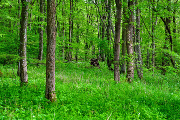 Spring forest with green trees and flowering meadow and warm light atmosphere in a forest in Franconia, Bavaria, Germany