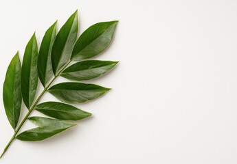 Wall Mural - close-up of green leaves on a white background