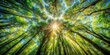 © Prasert - Enchanting forest canopy with sunlight breaking through trees in impressionist art style