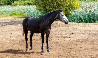 Wall Mural - A horse is standing in a field with tall grass