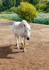 Wall Mural - A white horse is walking on a dirt field