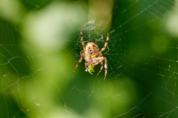 Wall Mural - a spider is sitting on a web and eating a leaf