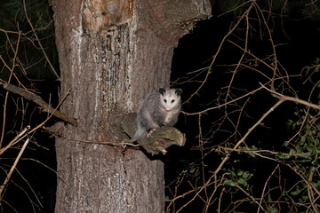 Wall Mural - the virginia opossum (didelphis virginiana) - north american opossum, climbing on the tree. wild nig