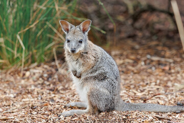 mainland tammar wallaby