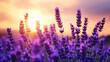 © angsana - imagine photography of purple lavender fields with green stems against a sunset sky