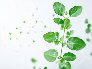 2408 187.a green plant with a biochemistry structure overlaid on a white background, symbolizing the