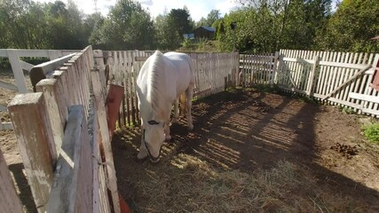 Poster - A white horse is seen eating hay in a fenced-in area.