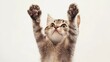 © adobestocker1 - A kitten is shown with its paws raised in the air, looking up at the camera