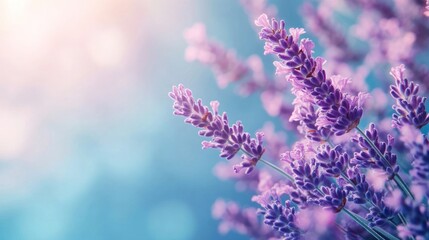 Wall Mural - Lavender Flowers in a Field