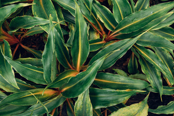 closeup nature view of green leaf texture, dark wallpaper concept, nature background, tropical leaf.