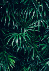 Wall Mural - abstract palm leaf textures on dark blue tone, natural green background.