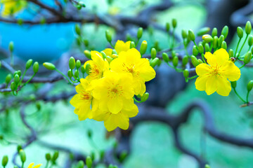 Wall Mural - Yellow apricot flowers blooming branches fragrant petals signaling spring has come, this is the symbolic flower for good luck in 2024