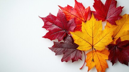 colorful red and yellow autumn leaves grouped on a white background representing the fall season in a design