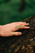 © Hanna - hand with rings lies on a tree