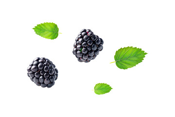 flying blackberries and leaves in the air isolated on background, popular berry fruit for garnish de