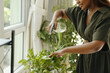 © DragonImages - Person carefully watering indoor plants in sunlit room with large windows creating an inviting atmosphere enhancing plant growth and green foliage looking healthy and vibrant