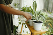 © DragonImages - Person watering indoor plants on wooden table with watering can focusing on plants. Lush green foliage in sunlight surrounding the area