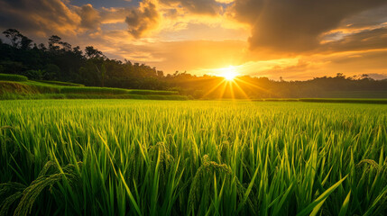 Ripe rice in the farm fields during the autumn harvest season.

