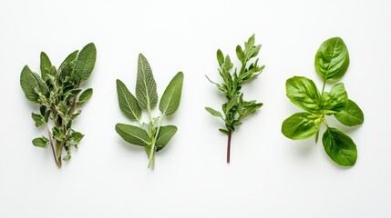 Sticker - Four Sprigs of Fresh Green Herbs on a White Background