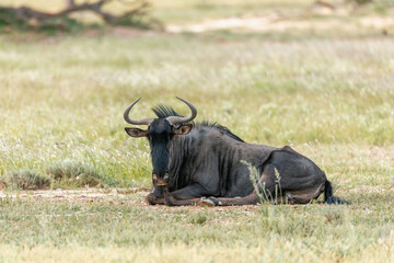 Wild animal Blue Wildebeest Gnu (Connochaetes taurinus) in Kalahari, green desert after rain season. Kgalagadi Transfrontier Park, South Africa wildlife safari