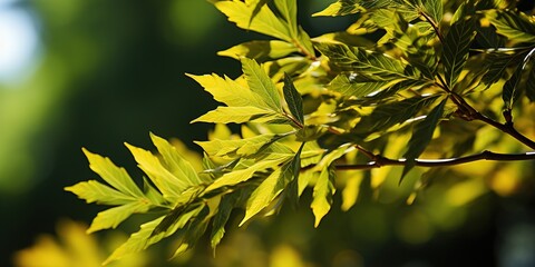 Wall Mural - yellow leaves on a tree