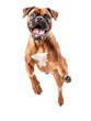 © phurinee - Joyful Boxer Dog in Action on White Background