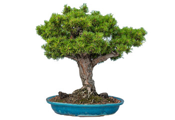 Pine Juniper bonzai.