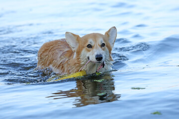 Wall Mural - Cute pembroke welsh corgi having fun in the water on the beach 