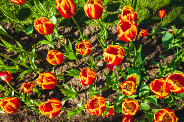 tulips flowers  in the garden