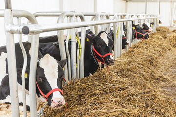 black and white spotted cows feed on hay inside modern farm