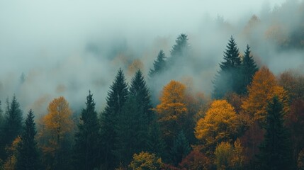 Autumnal natural scenery featuring a foggy forest