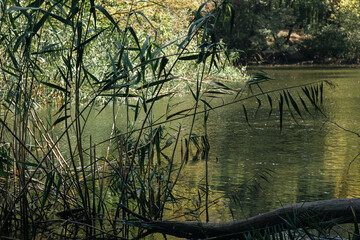 lake in the forest