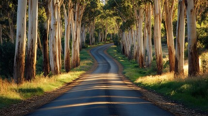 Wall Mural - a winding road through a grove of eucalyptus trees, sunlight filtering through the leaves, casting l