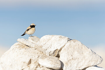 Wall Mural - A desert wheatear (Oenanthe deserti) perched on a pile of rocks.